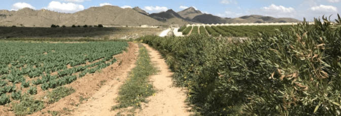 Fundown y Proexport colaborarán en la implantación de barreras vegetales en el Mar Menor