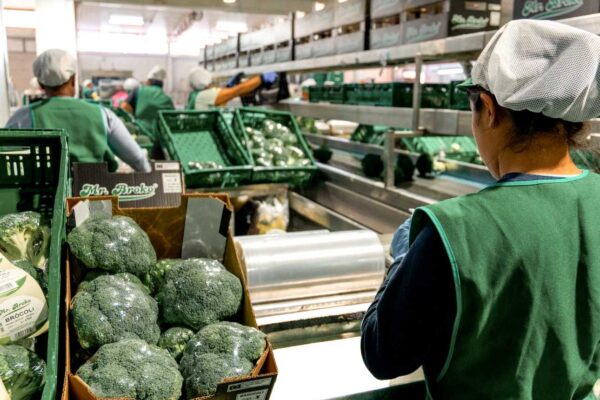 Mesa de trabajo_brocoli