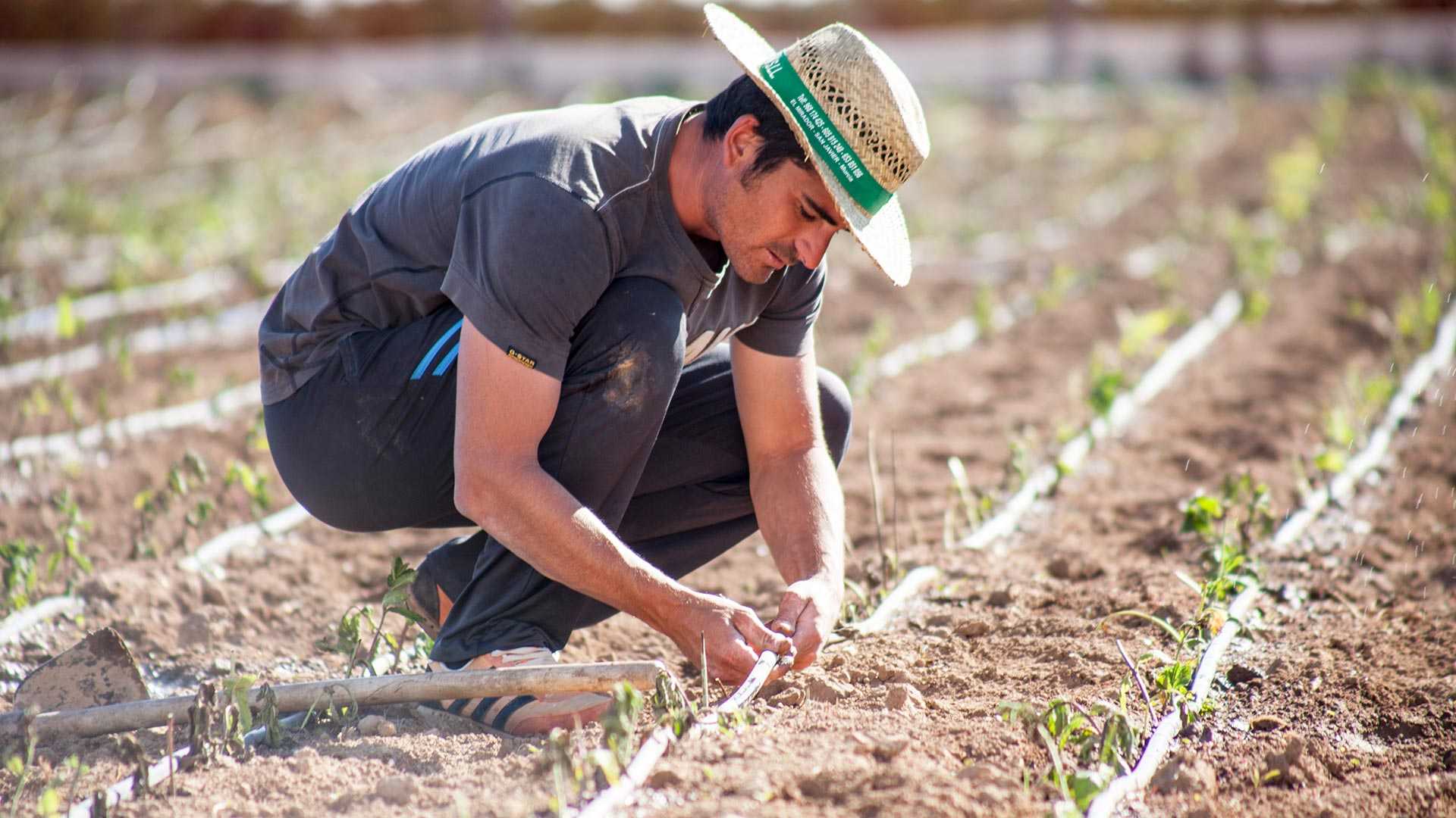 La sostenibilidad de la agricultura actual