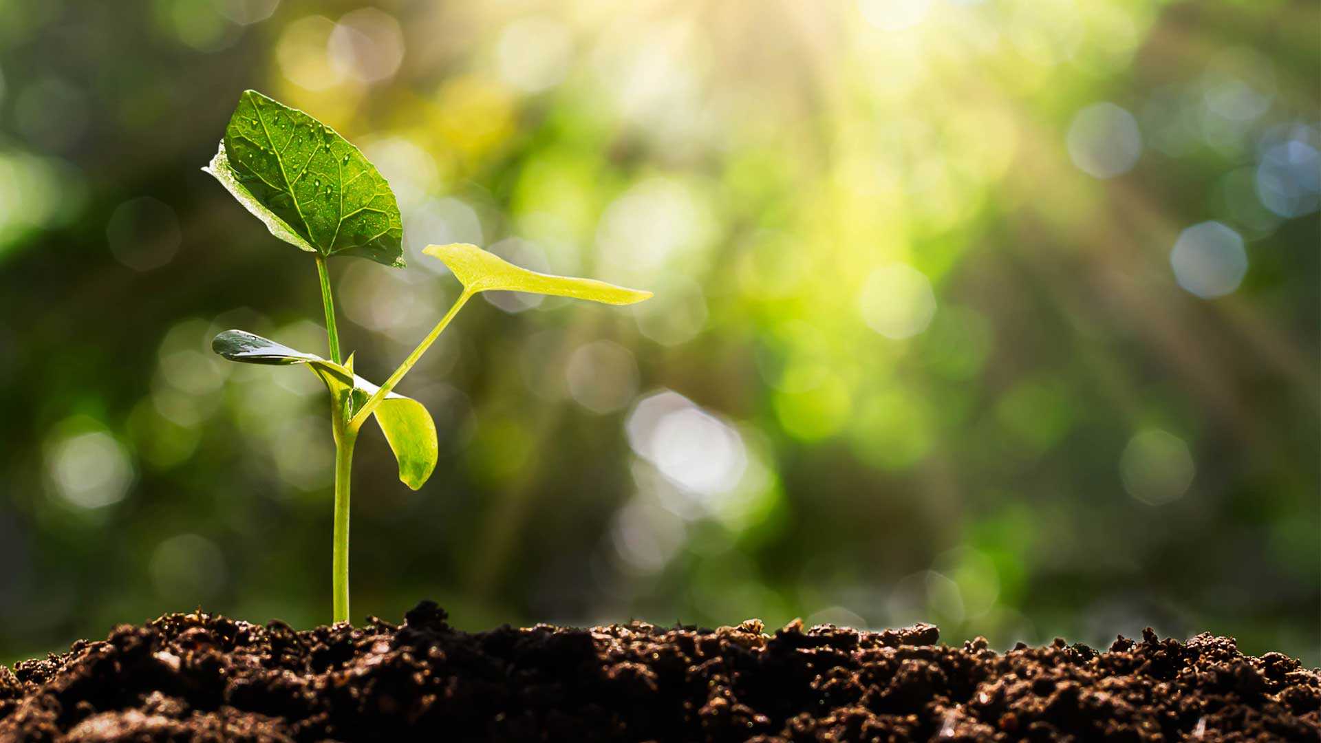 ¿La agricultura nació con un cambio climático?