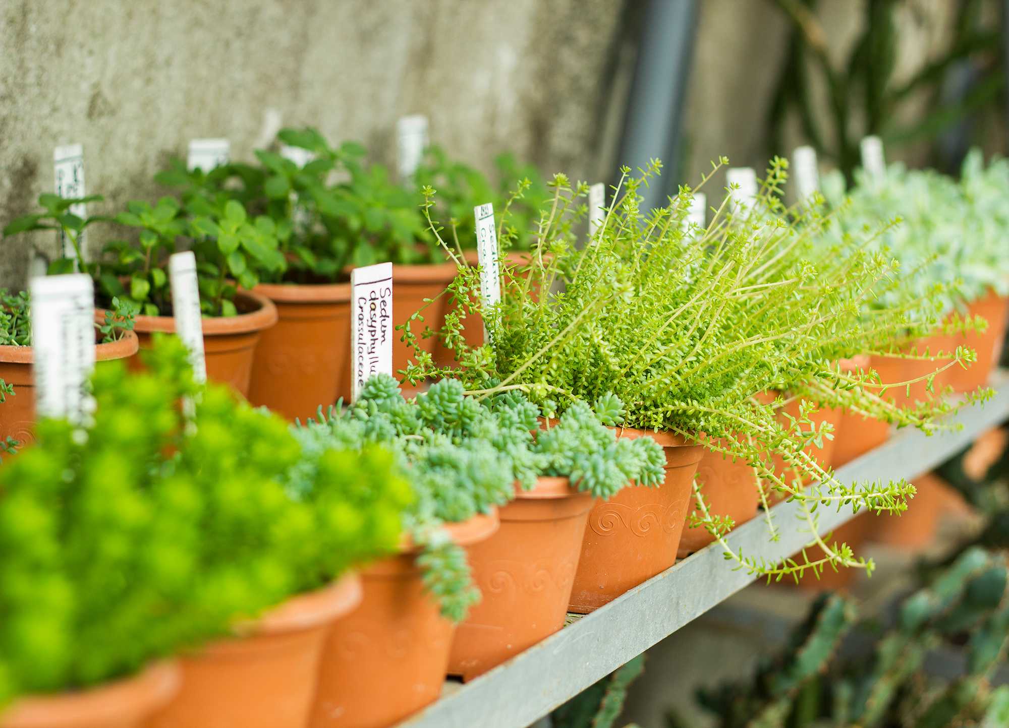 ¿Por qué tener un huerto en casa no es agricultura ecológica?