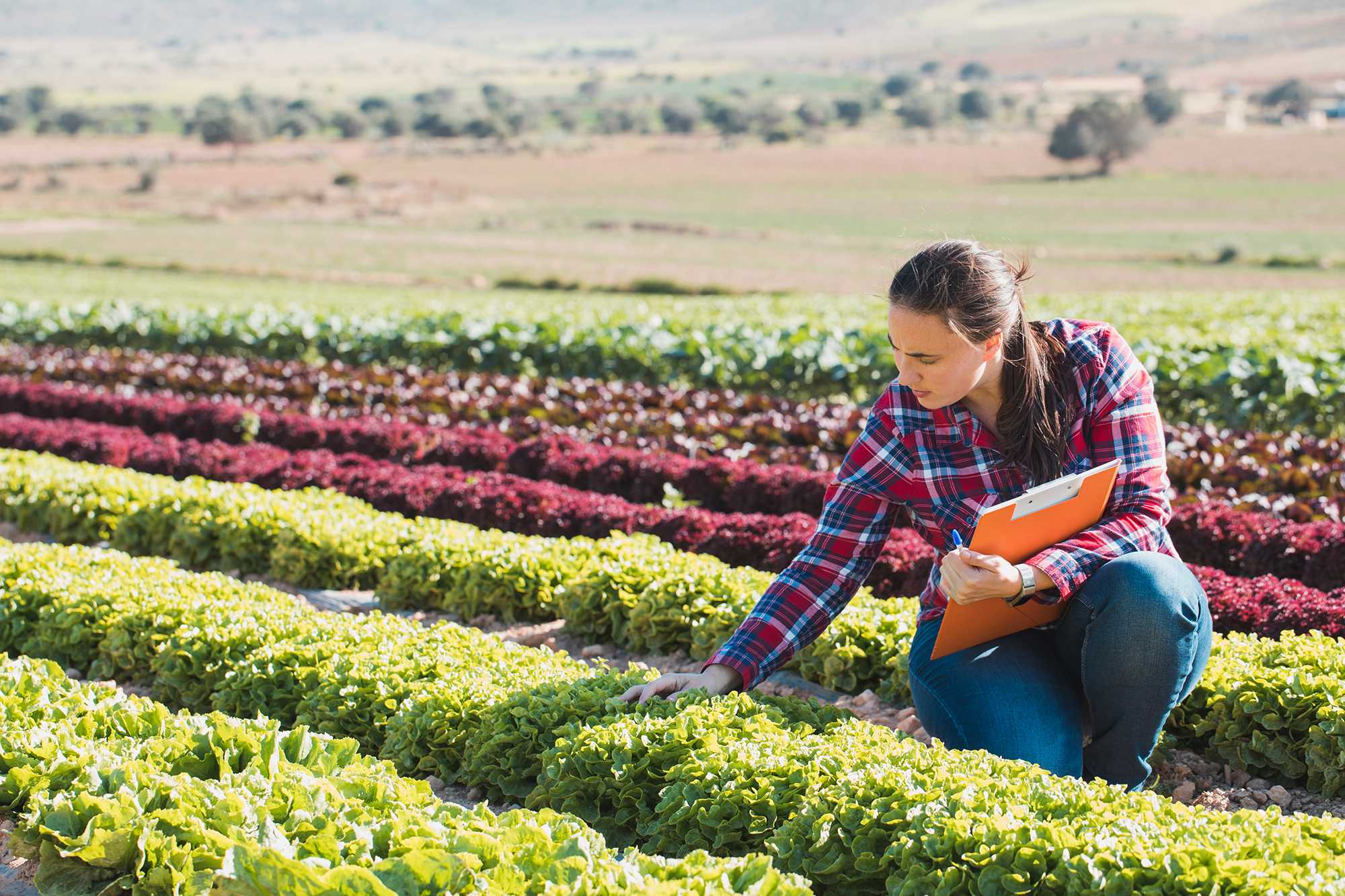 Fitosanitarios, nada más que medicinas para las plantas