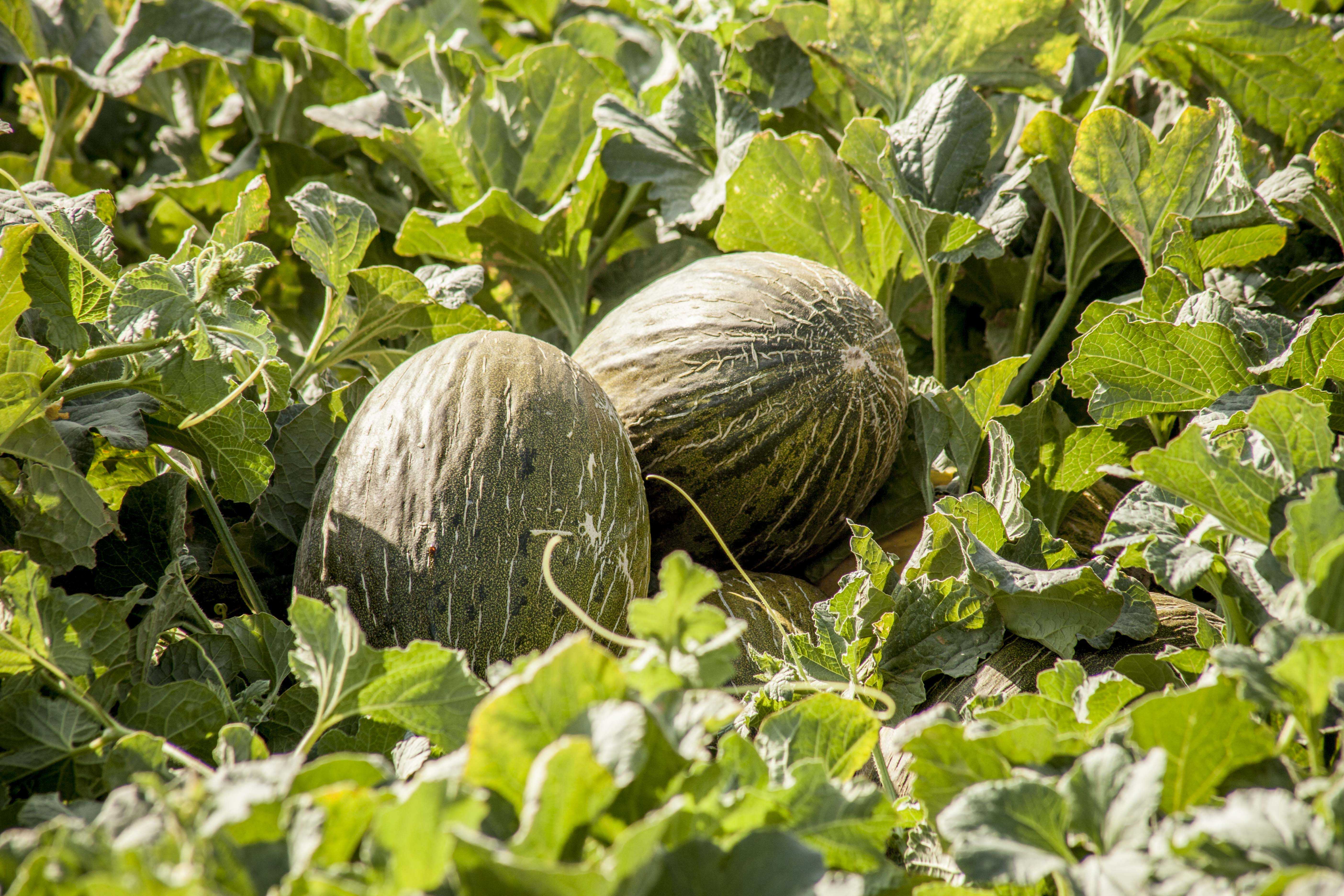 El clima adverso en Europa trunca la campaña de melón y sandía