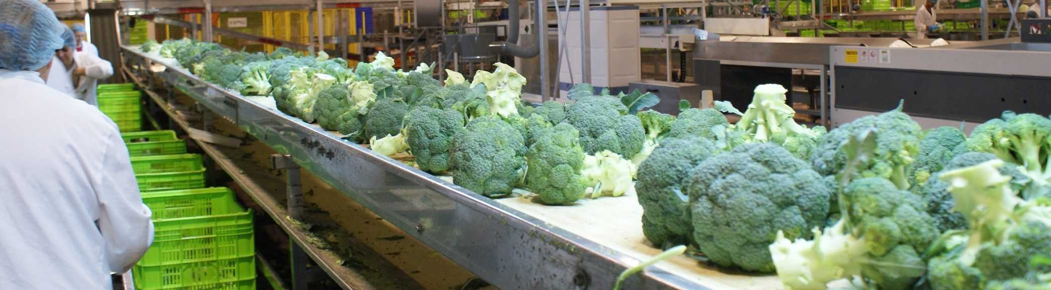 Los productores de brócoli y coliflor afrontan una de las campañas más complejas en años