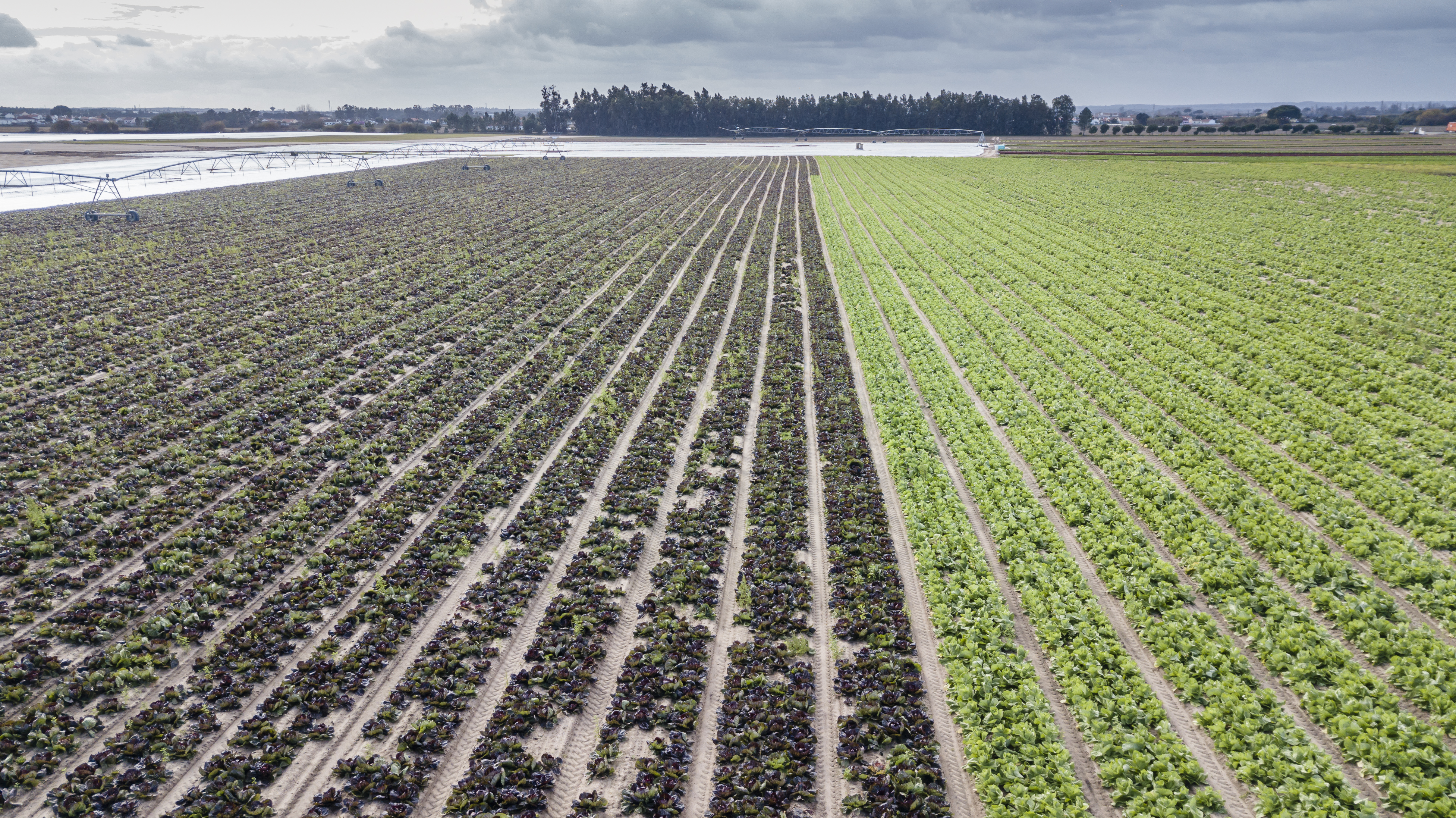 Objetivo: cultivar sin agua (o casi) y sin suelo