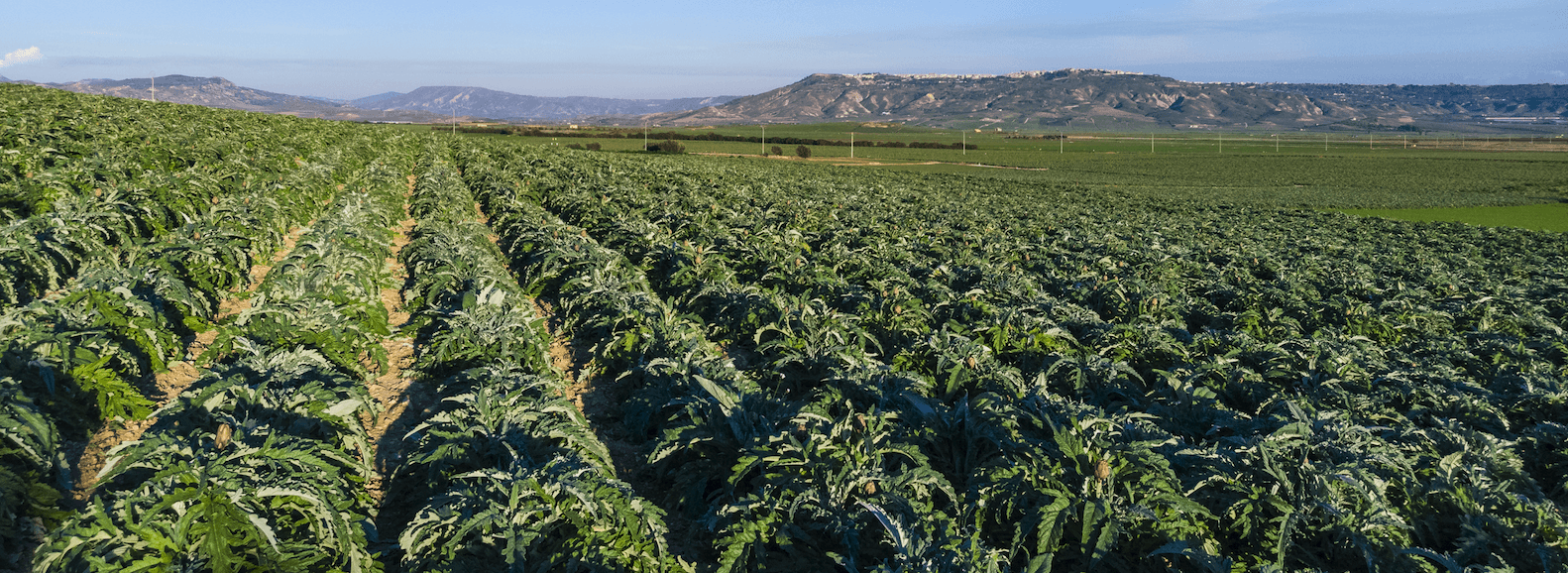 Los productores de alcachofa esperan superar las 220.000 toneladas este año