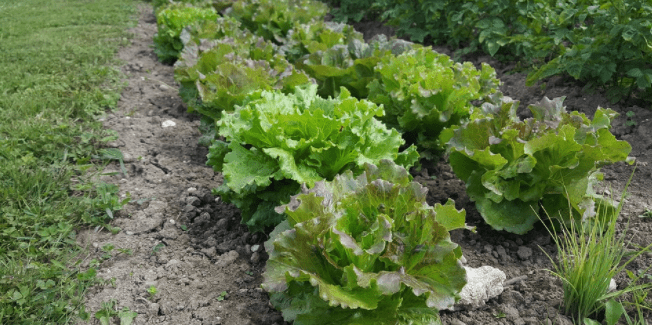 Abonado en verde