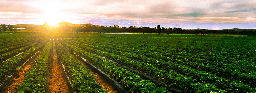 Rotación de fincas