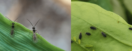 Técnicas de Lucha Biológica contra las plagas