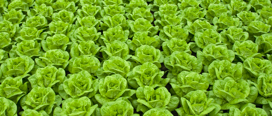 España fue el mayor exportador mundial de lechuga en 2018