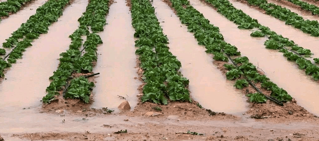 Buena acogida a las lluvias en el campo de la Región