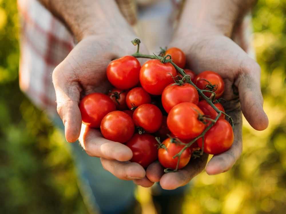 Plantas aromáticas y hortalizas que puedes utilizar para controlar plagas de insectos