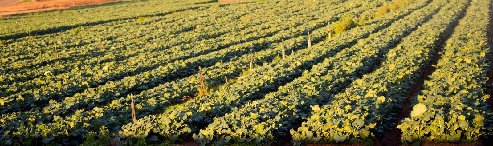 Agua residual, utilización en agricultura y contaminación difusa