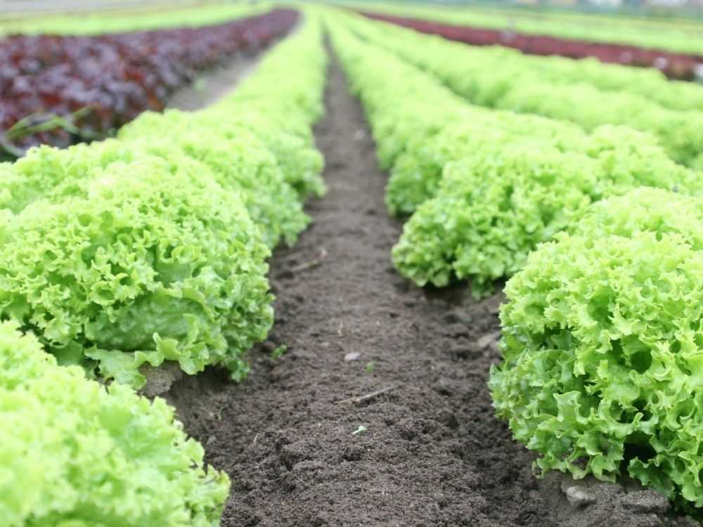 la lechuga es el producto más exportado de la huerta murciana