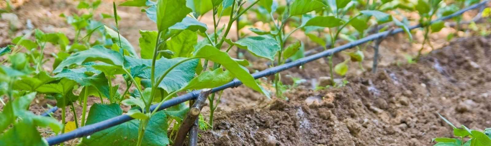 «Contamos con las empresas de tecnología hídrica más avanzadas del planeta»