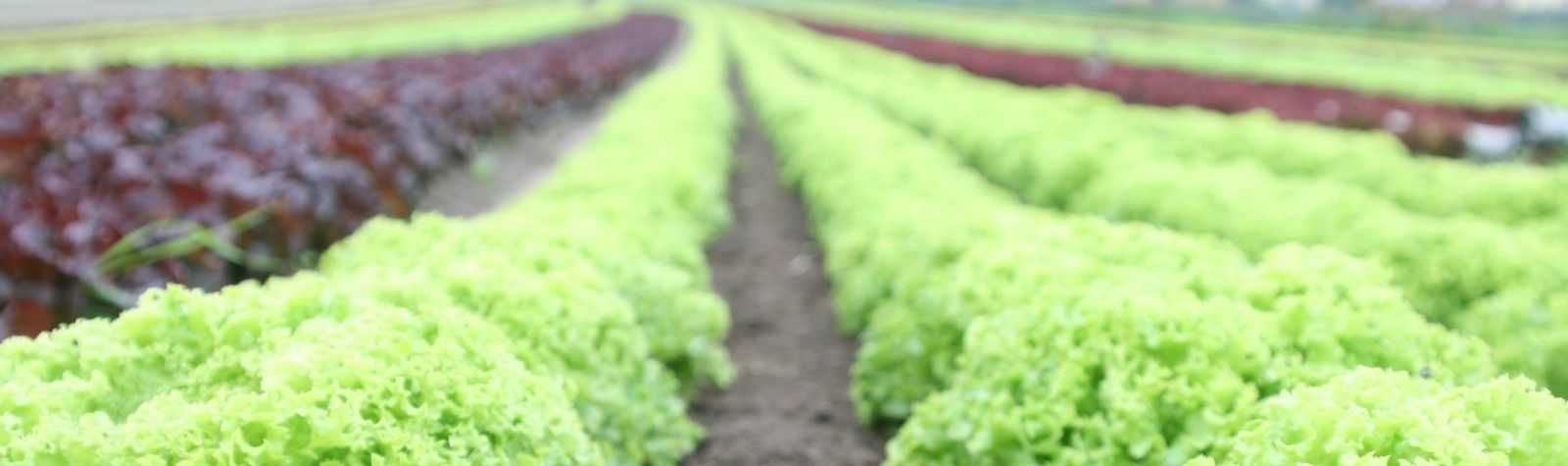 Una de cada cinco verduras exportadas por España son murcianas