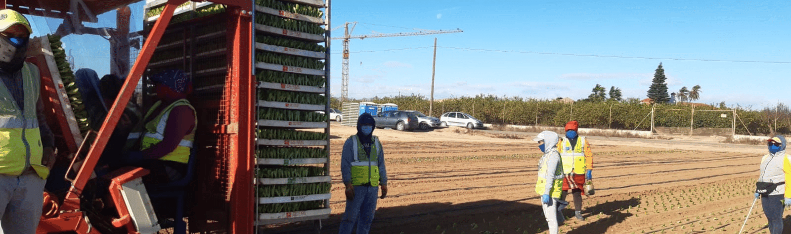 Un 97% de los trabajadores agrarios elige trabajar en el día de huelga convocado por CCOO y UGT