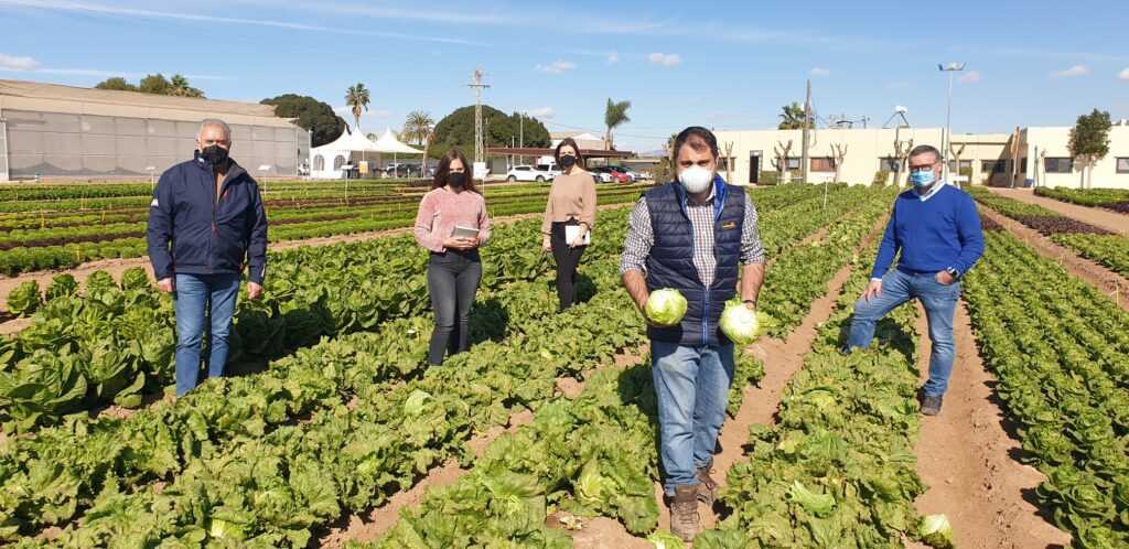 Centro de investigación de lechuga en la Región de Murcia