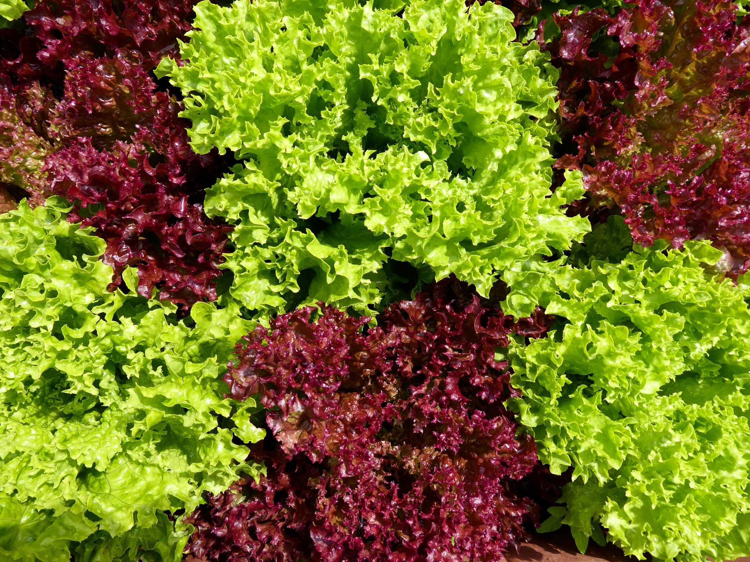 Lechugas y verduras de hoja, ¿sólo para hamburguesas y ensaladas?