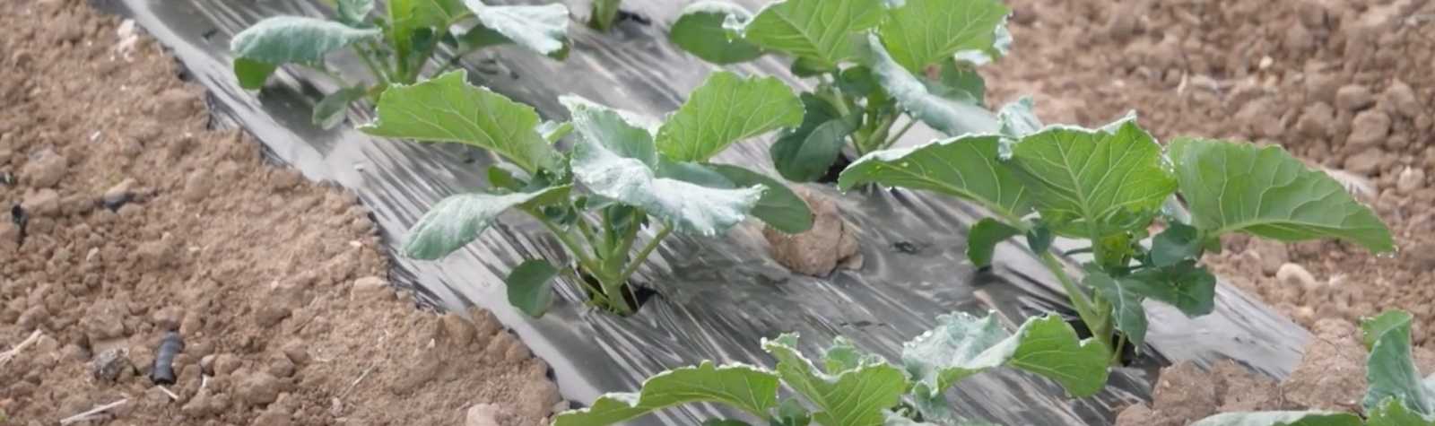 Acolchados biodegradables para la sostenibilidad en el campo murciano