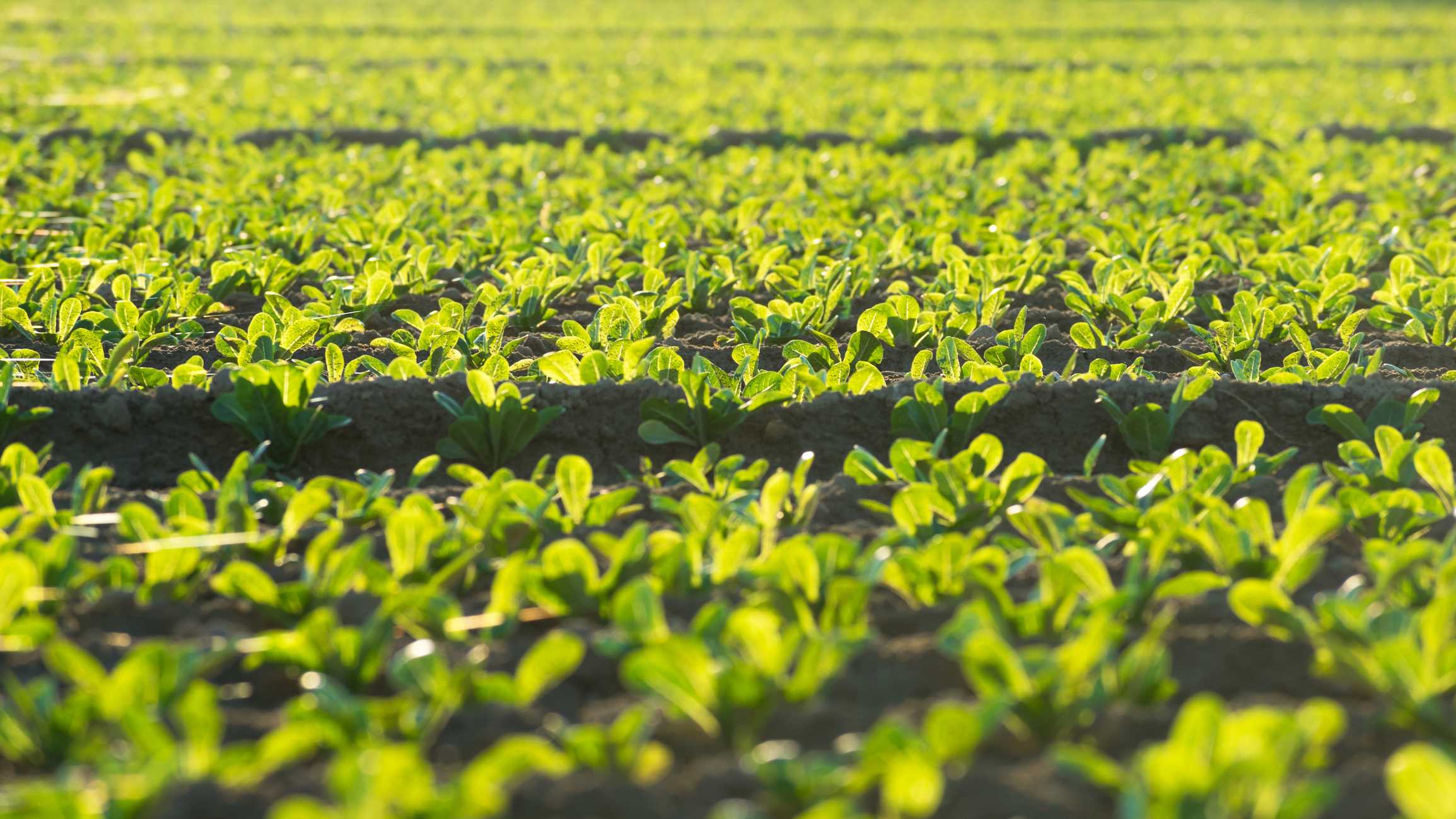 Cae un 2,6% la exportación hortofrutícola murciana hasta junio