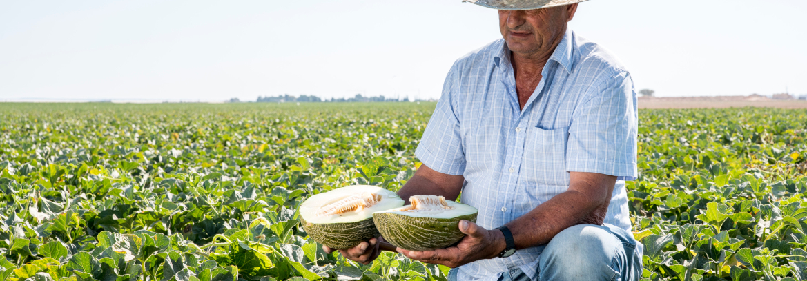 Cómo elegir un buen melón: mitos y realidades