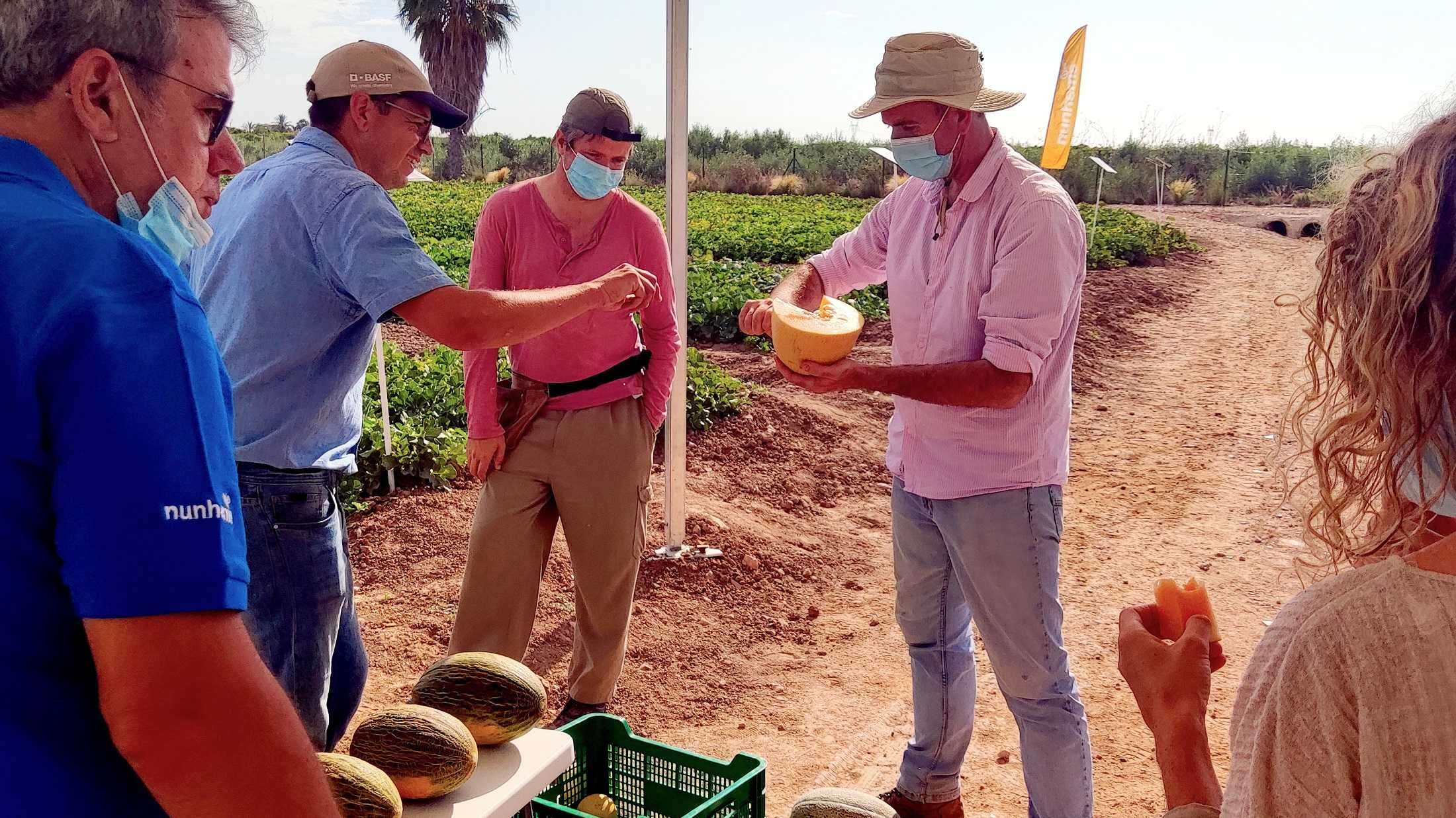 La Región, centro neurálgico de las innovaciones de melón y sandía