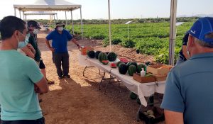 Muestra de variedades de sandía