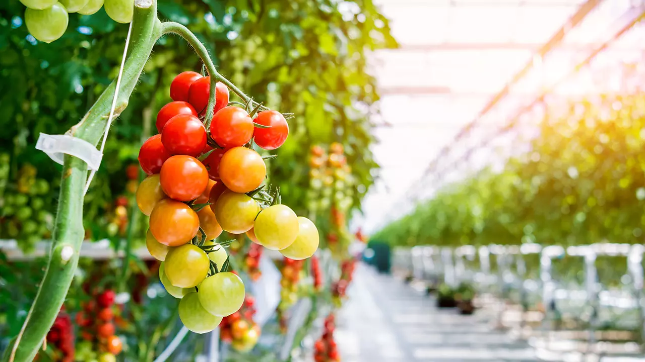 Holanda planea cerrar su campaña de tomate siete semanas antes