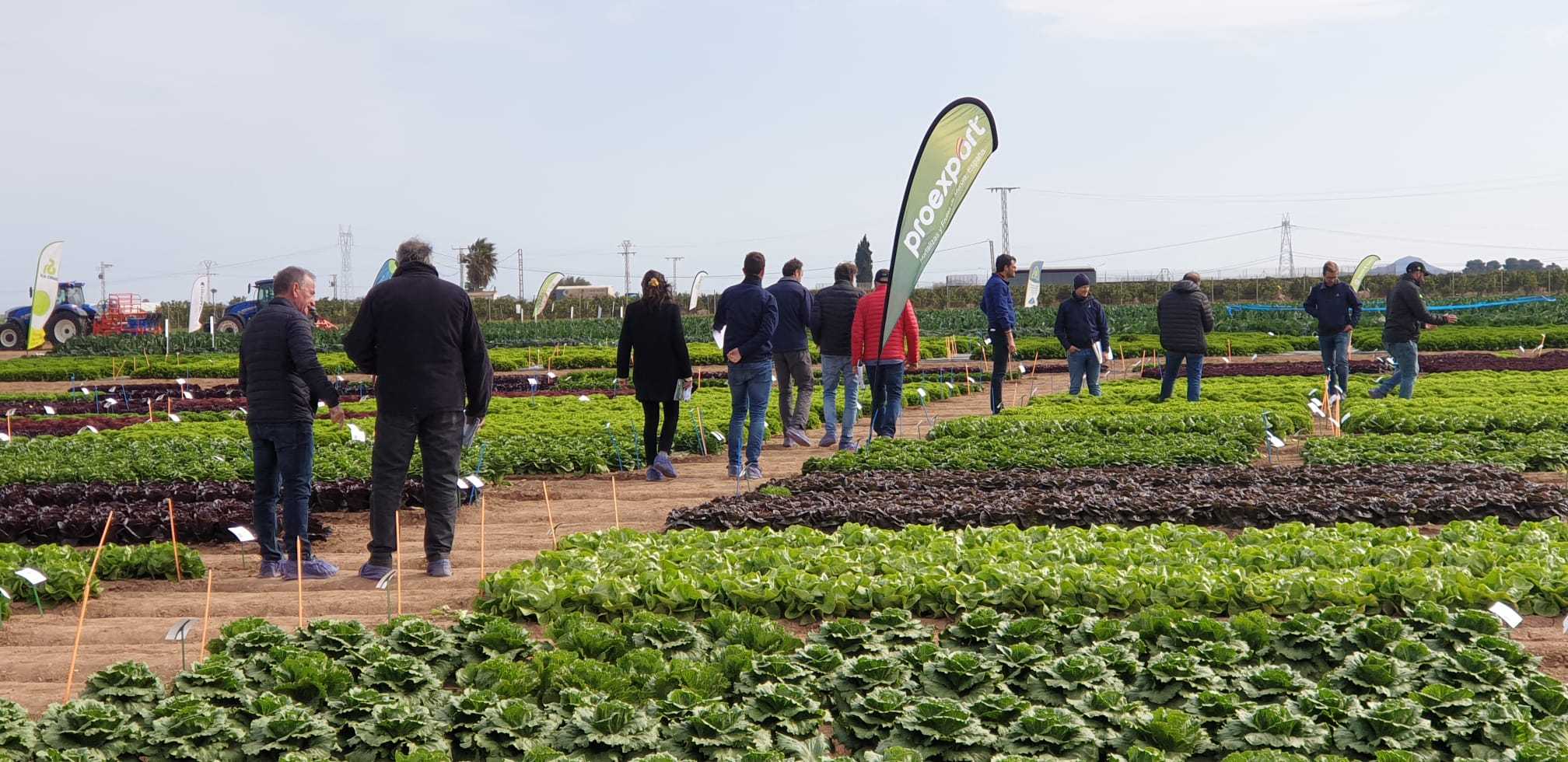 ¿Puede una lechuga ser innovadora?