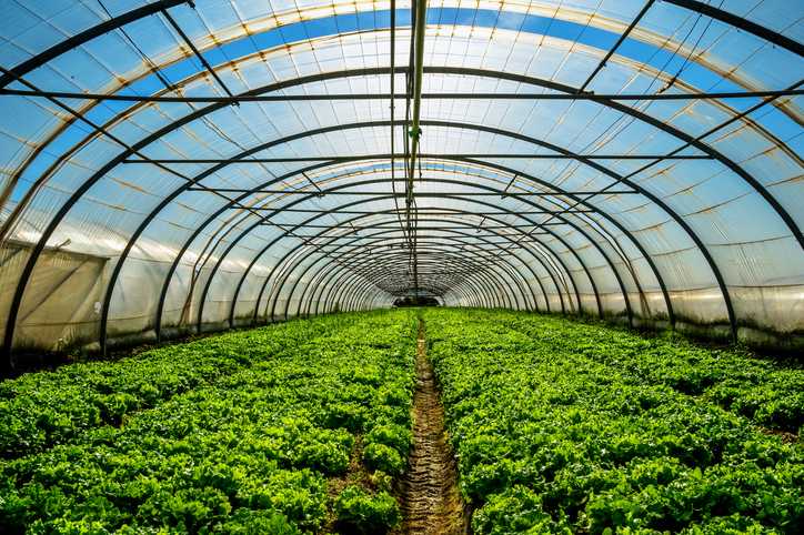 Climatología, competencia de terceros e hiper-regulación marcan la exportación hortofrutícola en 2023