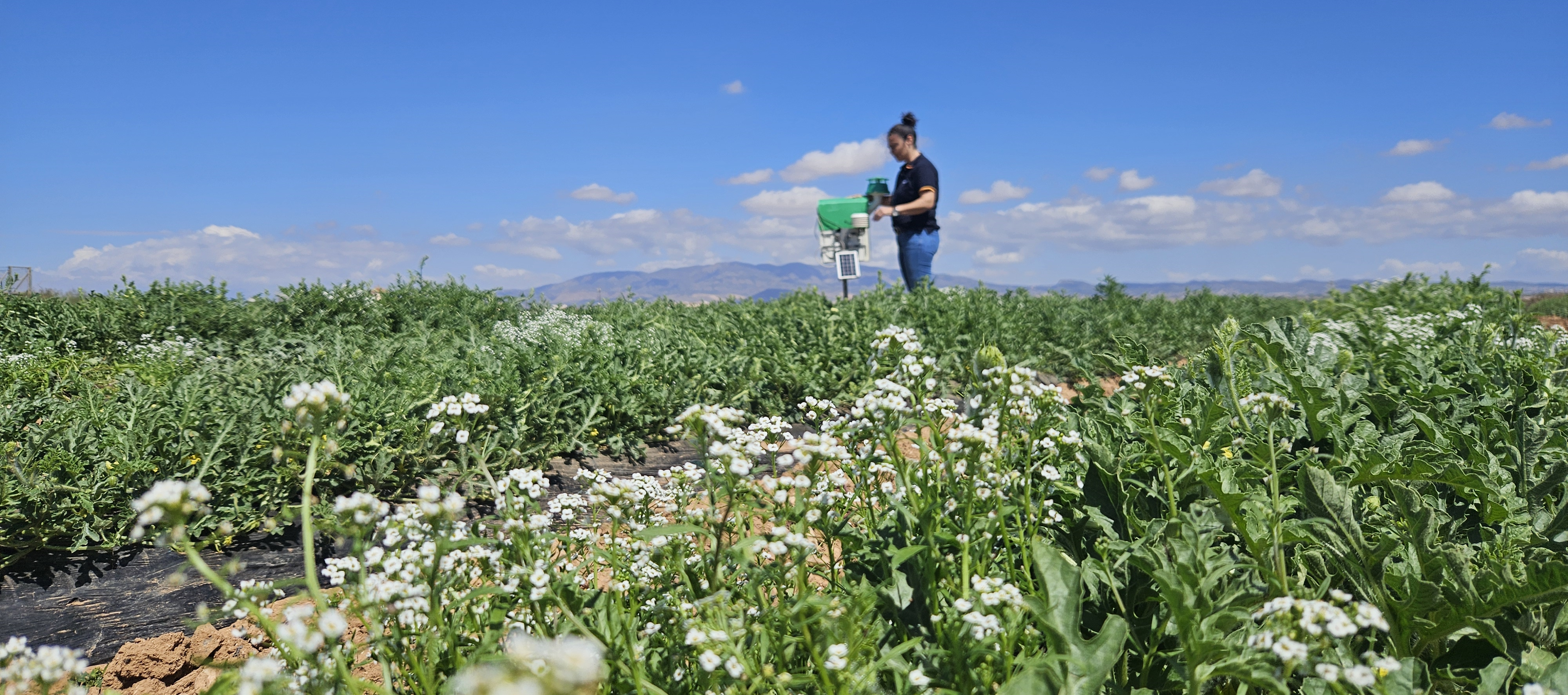 “Productores murcianos crean una Bio-red de Monitorización y Predicción de plagas” para la protección sostenible de los cultivos hortícolas en el entorno del Mar Menor